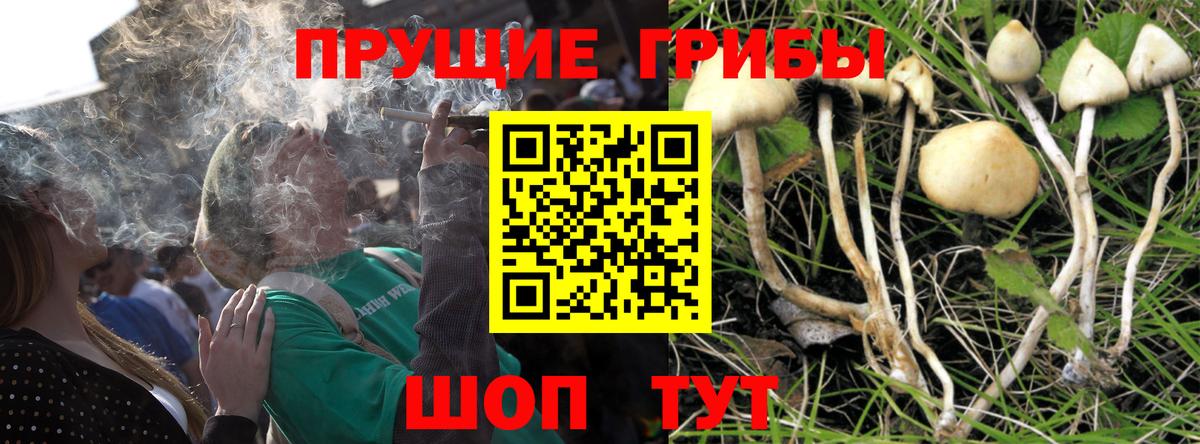 Галлюциногенные грибы MAGIC MUSHROOMS  Псилоцибиновые грибы мицелий  Вход с VPN  Череповец 